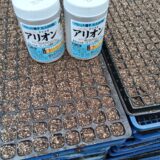 玉ねぎの苗づくり　播種編