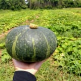 かぼちゃはこう育つ！種まきから収穫までをわかりやすく解説